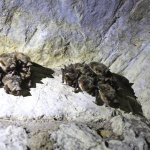 La Nuit internationale de la chauve-souris fête ses 30 ans !