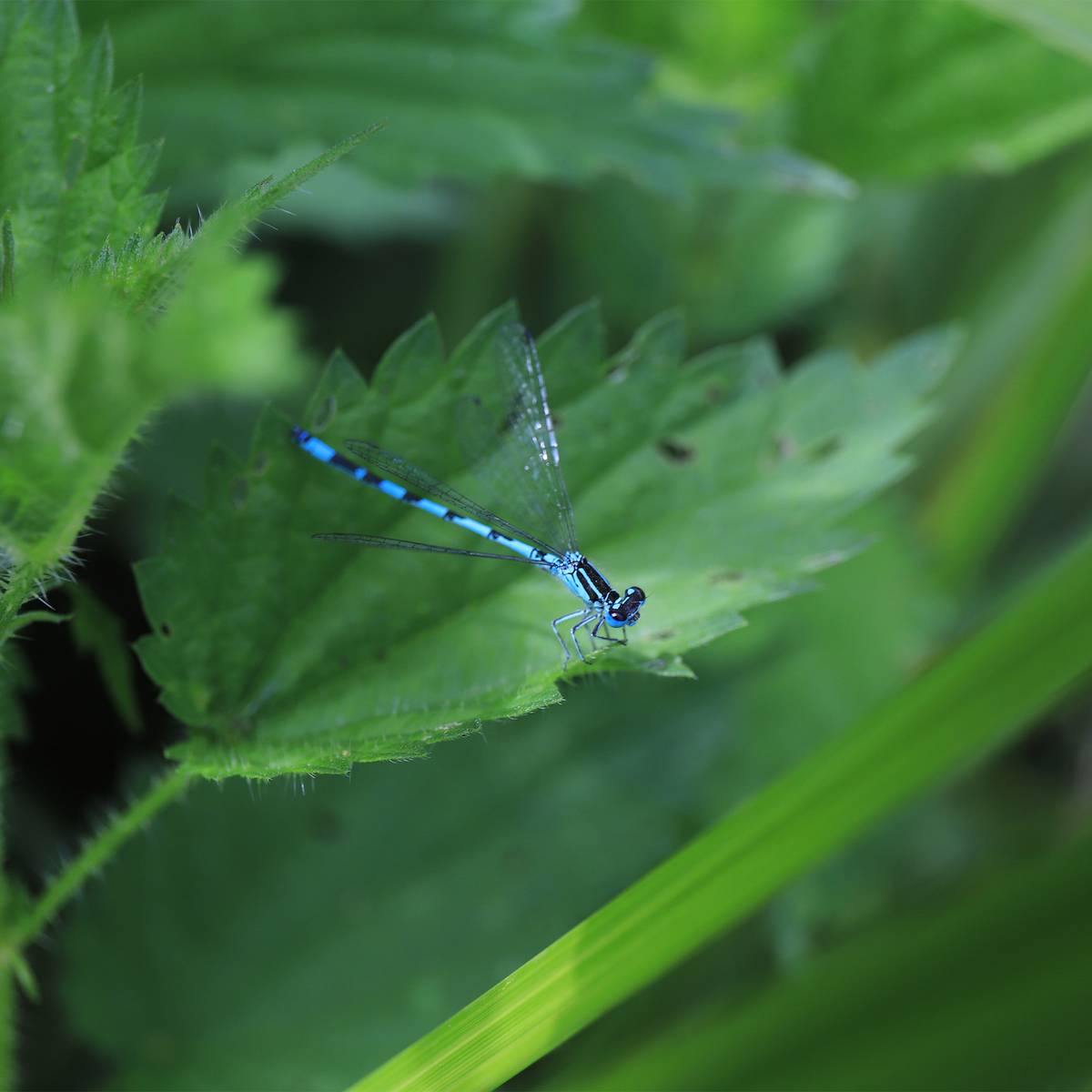 Agrion de mercure - Préserver la biodiversité locale et le patrimoine naturel régional - Programme France - Association Beauval Nature