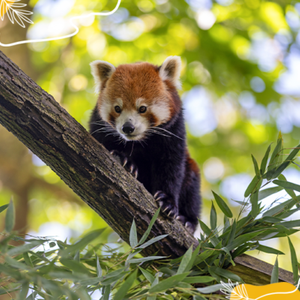 Journée internationale du panda roux : des nouvelles du petit d’Ines et Browny !