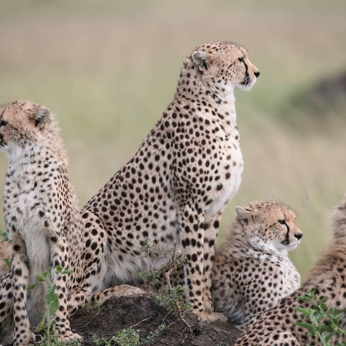 Groupe de guépards - Sauver et réintroduire les guépards en sensibilisant à leur conservation - Programme Namibie - Association Beauval Nature