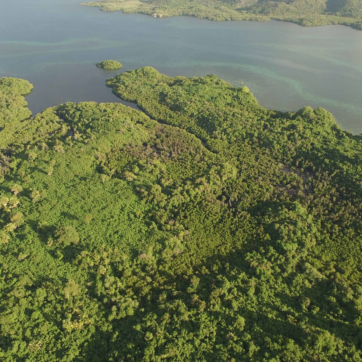 Recenser les dragons de Komodo pour mieux les protéger - Programme Indonésie - Association Beauval Nature