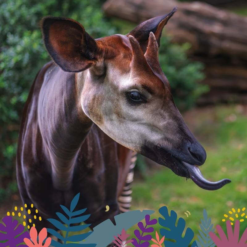 Animations Maison Beauval Nature