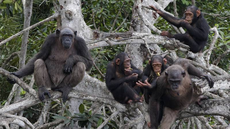World Great Apes Day – Chimpanzees from the HELP Congo programme