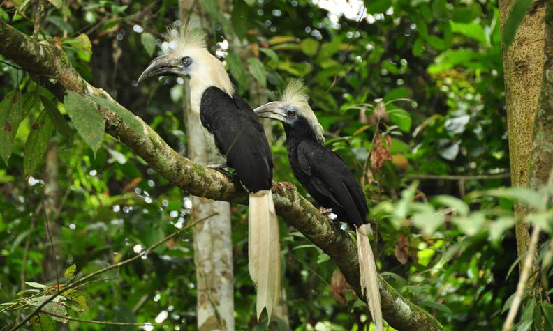 Calaos coiffés - Favoriser l’habitat et la reproduction des calaos - Programme Malaisie - Association Beauval Nature