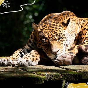 Journée mondiale du jaguar : protégeons le plus grand félin d’Amérique