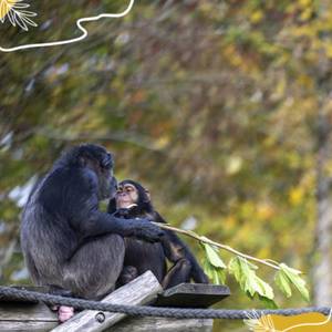 Journée mondiale des chimpanzés : si fascinants, mais si menacés