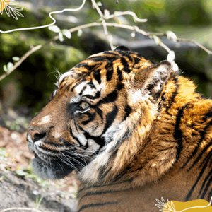 Journée internationale du tigre : un félin à protéger !
