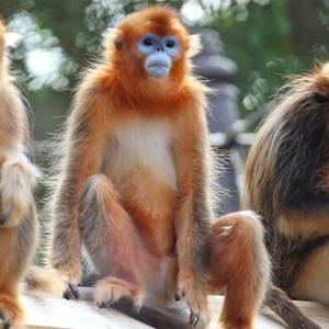 Parrainez le groupe des singes dorés et donnez un bon coup de patte à la biodiversité !