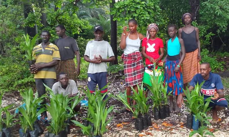 Reboisement d'arbres fruitiers au Sénégal