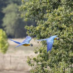 Comprendre les expressions faciales des Psittacidés - Programme France - Association Beauval Nature