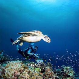 Tortue marine - Ancien programme Nigéria - Association Beauval Nature