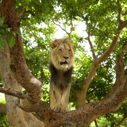 Protéger les lions du Parc National du Niokolo-Koba