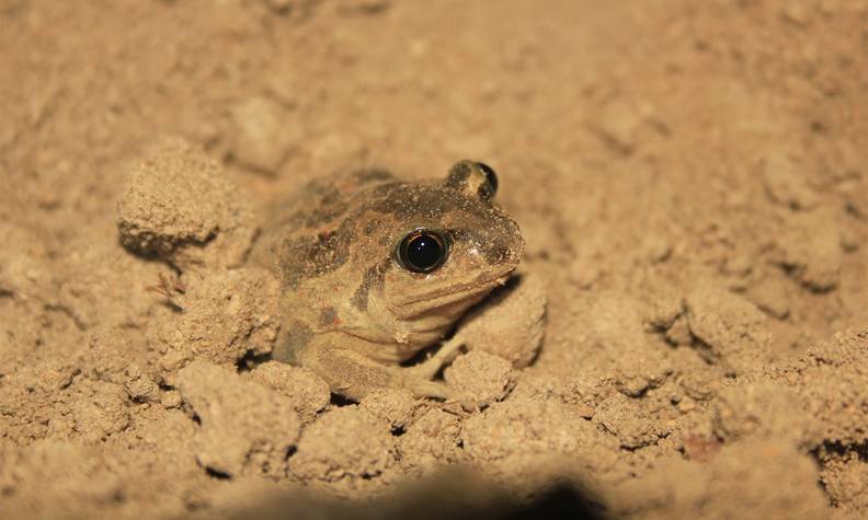 Pélobate brun enfouisseur - Détecter et protéger le pélobate brun pour éviter son extinction - Programme France - Association Beauval Nature