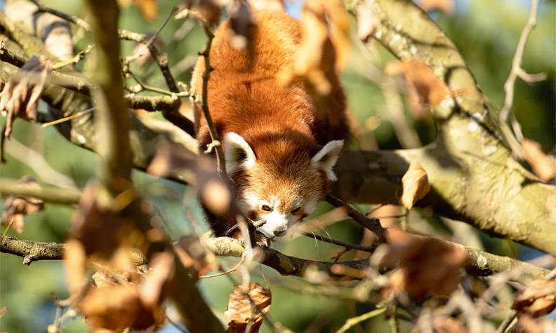 Panda roux, animal arboricole - Garder, surveiller et protéger les pandas roux dans leurs forêts - Programme Népal - Association Beauval Nature