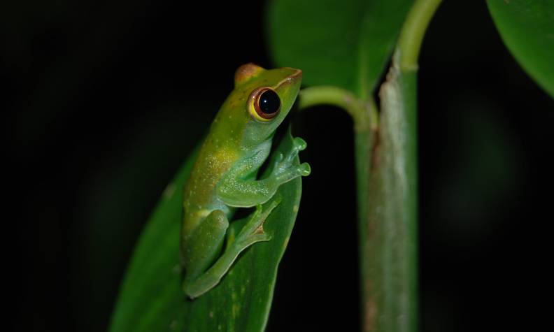 Biodiversité grenouille - Certifier les plantations d’huile de palme pour protéger la biodiversité - Programme Malaisie - Association Beauval Nature