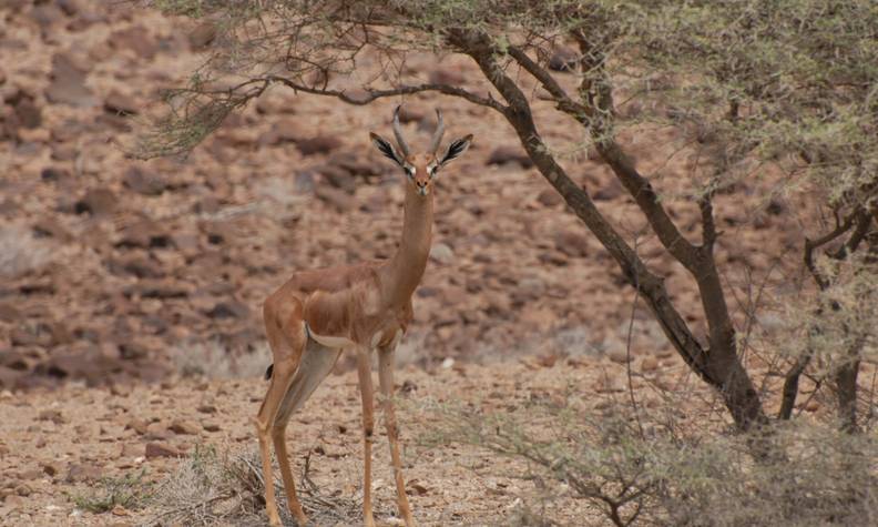 Gazelle girafe de face - Préserver la faune et la flore des aires protégées d’Assamo et de Djalelo - Programme Djibouti - Association Beauval Nature