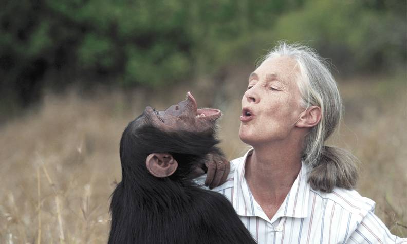 Jane Goodall et un chimpanzé - Recueillir, réhabiliter et réintroduire les chimpanzés, mandrills et cercopithèques - Programme Congo - Association Beauval Nature