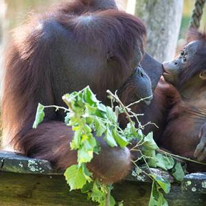 Journée mondiale des orangs-outans : protégeons les hommes de la forêt !