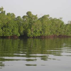 Restaurer la mangrove - Programme Sénégal - Association Beauval Nature