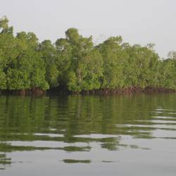 Restaurer la mangrove - Programme Sénégal - Association Beauval Nature