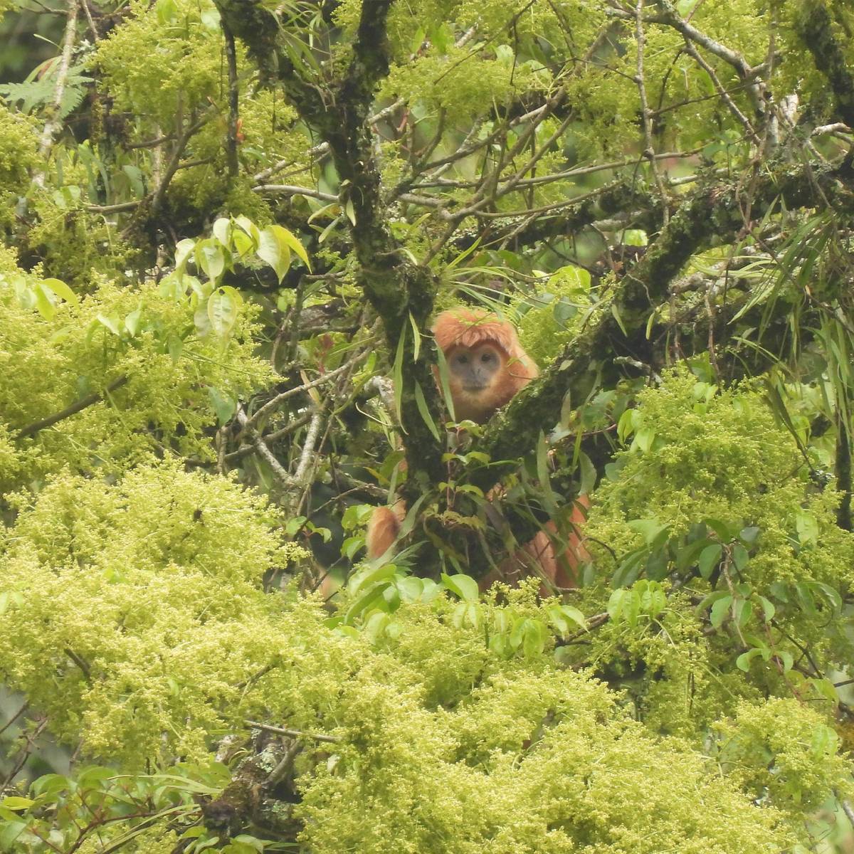 Réhabiliter puis réintroduire les langurs de Java dans leur milieu naturel - Programme Indonésie - Association Beauval Nature