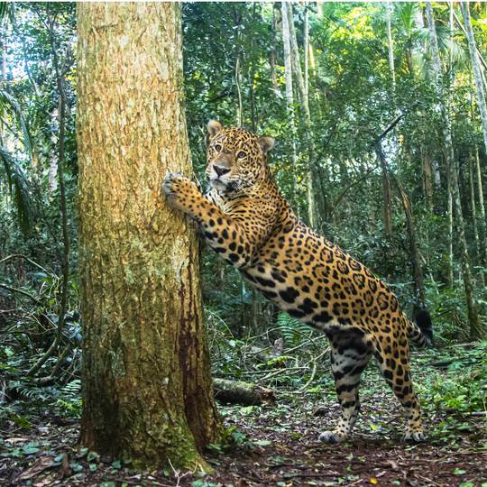 Jaguar griffant un arbre - Recenser les jaguars et sensibiliser pour les préserver - Programme Brésil - Association Beauval Nature
