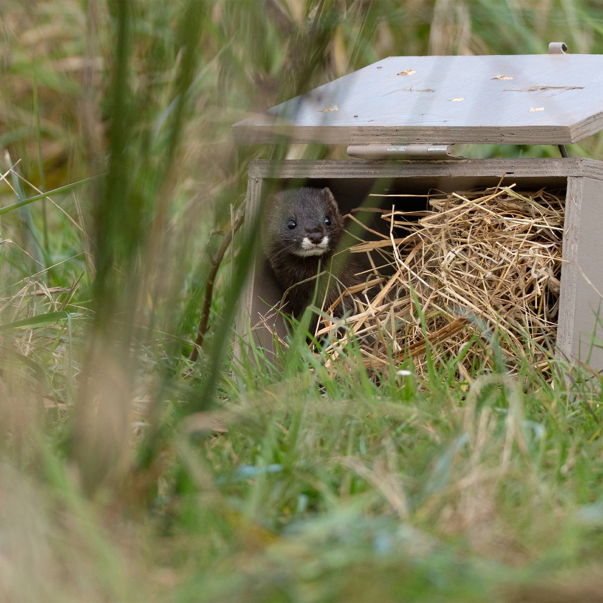 Le vison d'Europe, une espèce à sauver à tout prix - Programme France - Association Beauval Nature