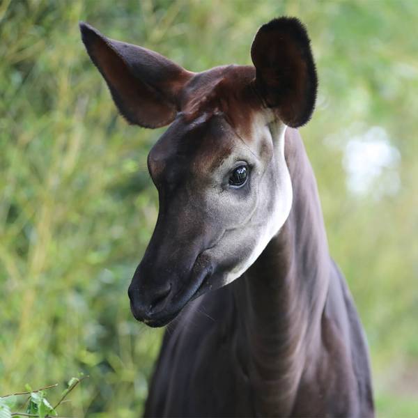 Parrainer okapi Quinta au ZooParc de Beauval - Protéger le fragile okapi - Programme Congo - Association Beauval Nature