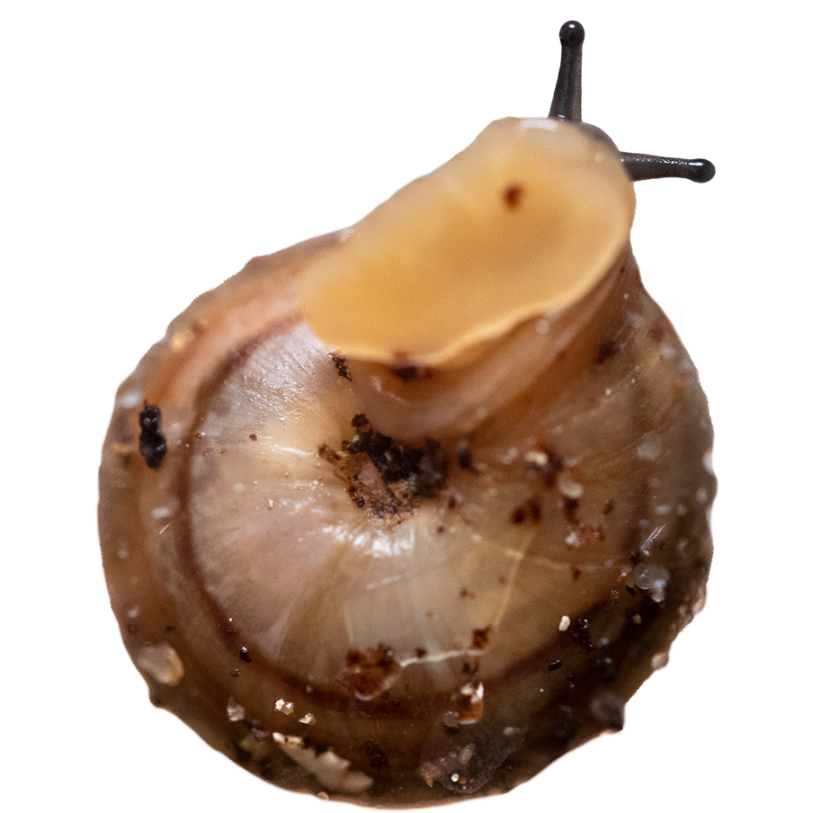 Réintroduire et reproduire 4 espèces d’escargots redécouvertes - Programme Portugal - Association Beauval Nature