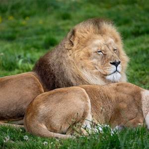 Journée mondiale du lion : découvrons le roi des animaux !
