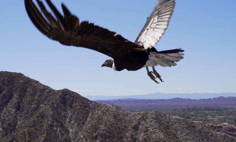 Condor des Andes en vol - Protéger et relâcher le condor des Andes sacré - Programme Argentine - Association Beauval Nature