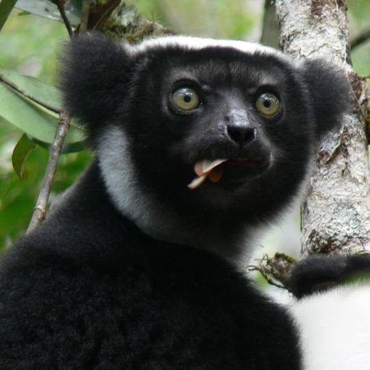 Portrait indri - Protéger les différentes espèces de lémuriens endémiques de Madagascar - Programme Madagascar - Association Beauval Nature