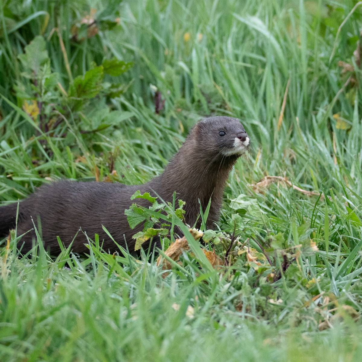 Vison d'Europe à l'affut - Le vison d'Europe, une espèce à sauver à tout prix - Programme France - Association Beauval Nature