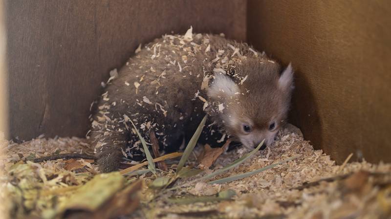 International Red Panda Day 2026 – red panda cub