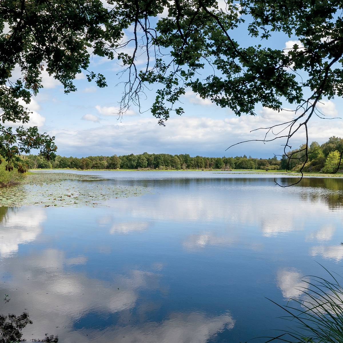 Paysage de Sologne - Lutter contre la grenouille taureau pour préserver les amphibiens de Sologne - Programme France - Association Beauval Nature