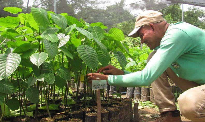 Reforestation - Protéger et restaurer l’habitat forestier des tamarins pinchés - Programme Colombie - Association Beauval Nature