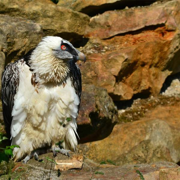 Parrainer La Rhune, gypaète barbu du ZooParc de Beauval - Reproduire, réintroduire et accompagner les gypaètes barbus pour leur préservation - Programme France - Association Beauval Nature