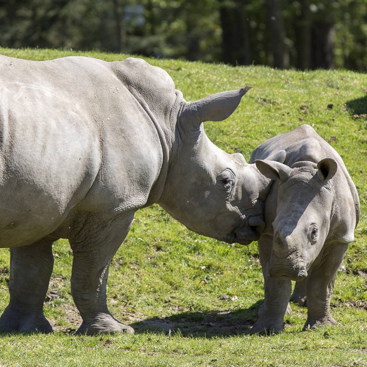 Protéger les rhinocéros du braconnage - Programme Namibie - Association Beauval Nature