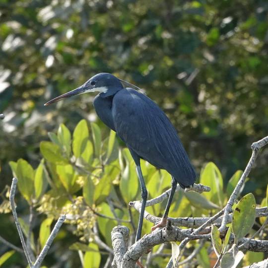 Héron mélanocéphale - Protéger la faune et la flore de l’archipel des Bijagós - Programme Guinée-Bissau - Association Beauval Nature