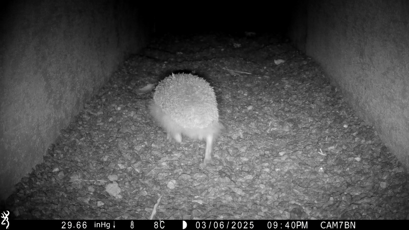 A hedgehog uses one of the crossings to cross the road