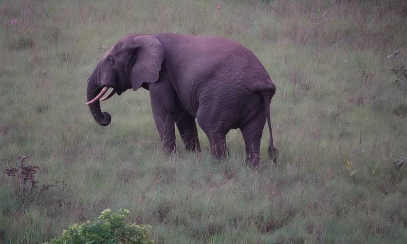 Biodiversité éléphant - Help Congo, un programme de conservation piloté par Beauval Nature - Programme Congo - Association Beauval Nature