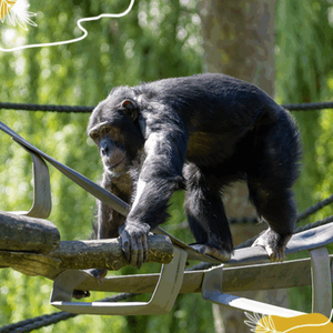 Journée mondiale des chimpanzés : découvrons ce primate fascinant !