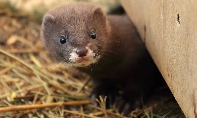 Portrait vison d'Europe - Le vison d'Europe, une espèce à sauver à tout prix - Programme France - Association Beauval Nature