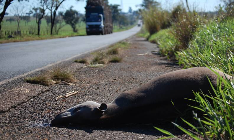 Tapir terrestre fauché à cause de la route - Surveiller le tapir terrestre et évaluer sa santé - Programme Brésil - Association Beauval Nature