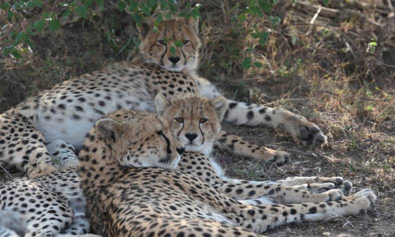 Guépards allongés - Sauver et réintroduire les guépards en sensibilisant à leur conservation - Programme Namibie - Association Beauval Nature