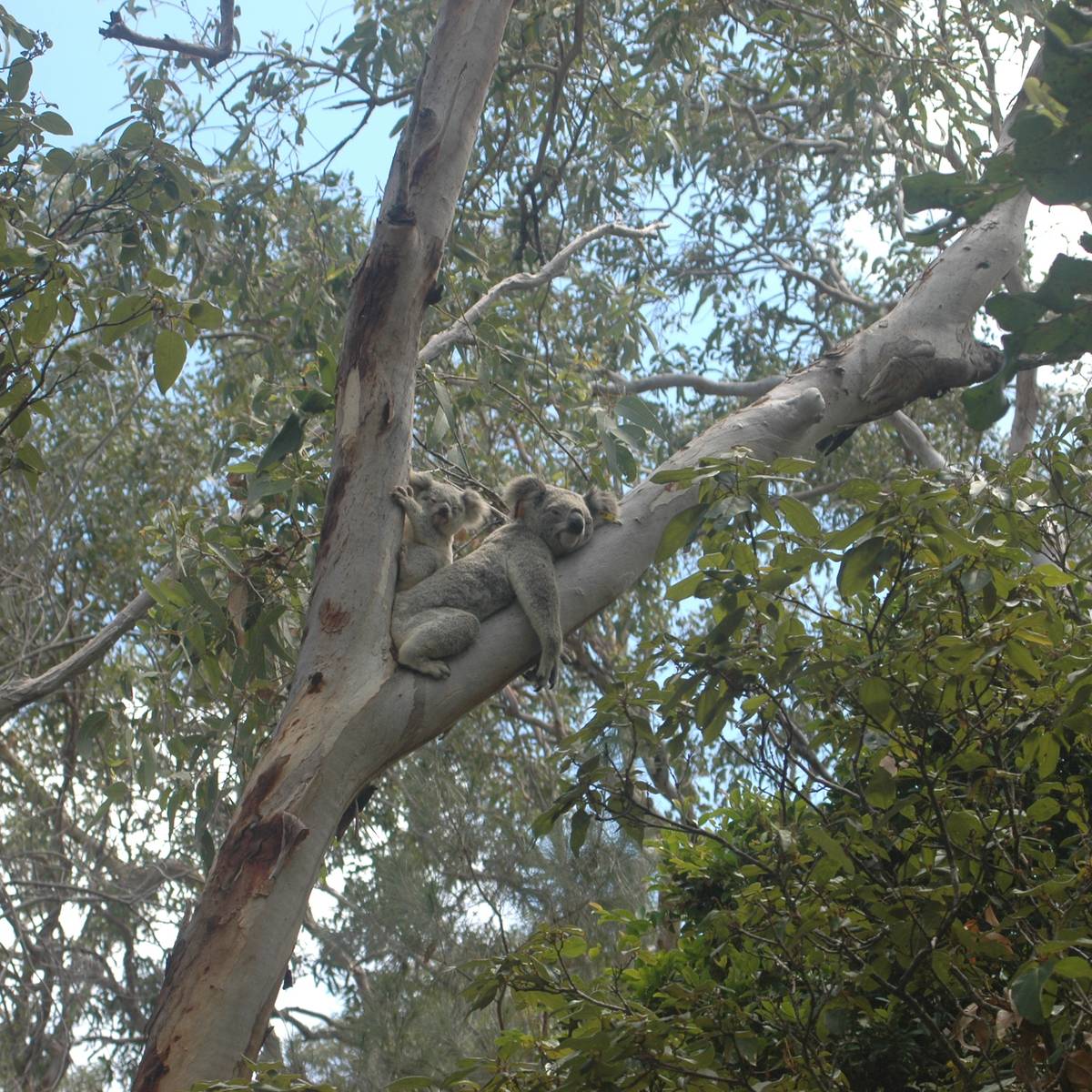 Un koala et son petit se reposant sur un arbre - Suivre les déplacements et surveiller l’état de santé des koalas - Programme Australie - Association Beauval Nature
