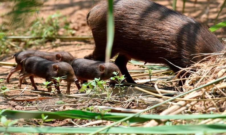 Une mère et ses bébés cochons pygmées - Réintroduire, surveiller et préserver le cochon pygmée - Programme Inde - Association Beauval Nature
