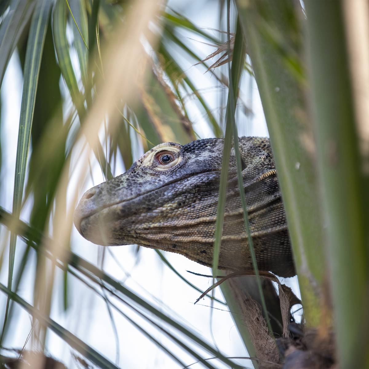 Varan de Komodo vue du dessous - Recenser les dragons de Komodo pour mieux les protéger - Programme Indonésie - Association Beauval Nature