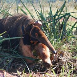 Réintroduire, suivre et protéger le fourmilier géant - Programme Brésil - Association Beauval Nature