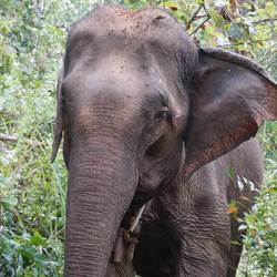 Améliorer les conditions de vie des éléphants en Asie - Programme Laos - Association Beauval Nature